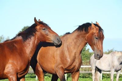 Bay horse with ears back in field